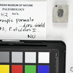 Poraspis Kiaer, 1930