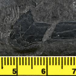 Melanognathus canadensis