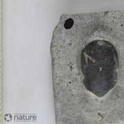 Poraspis Kiaer, 1930