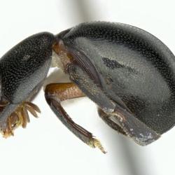Astaenomoechus parvosetosus
