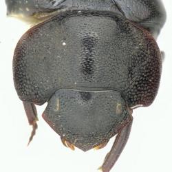 Astaenomoechus cavei