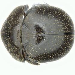 Astaenomoechus hispidus