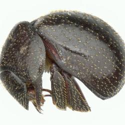 Astaenomoechus estriatus