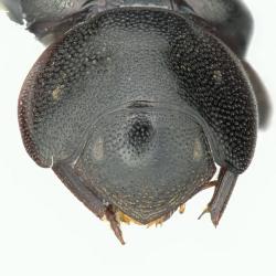 Astaenomoechus parvosetosus