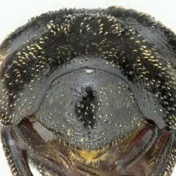 Astaenomoechus paniculus
