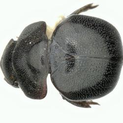 Astaenomoechus cavei