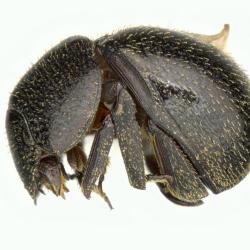 Astaenomoechus solisi