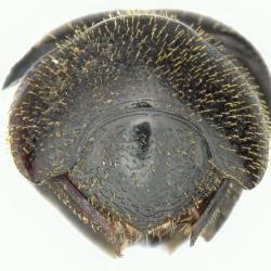 Astaenomoechus solisi