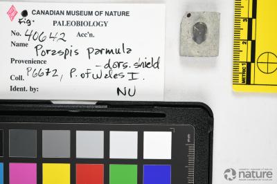 Poraspis Kiaer, 1930