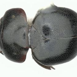Astaenomoechus parvosetosus