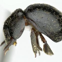 Astaenomoechus paniculus