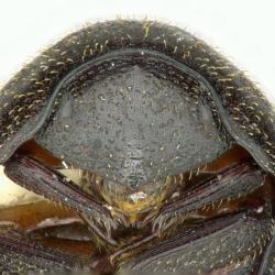 Astaenomoechus estriatus