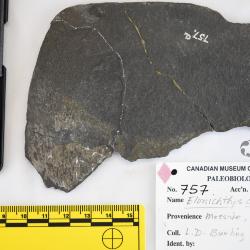 Elonichthys cupidineus