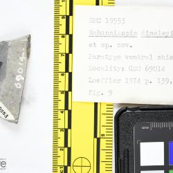 Nahanniaspis Dineley & Loeffler, 1976