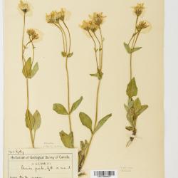 Arnica L.