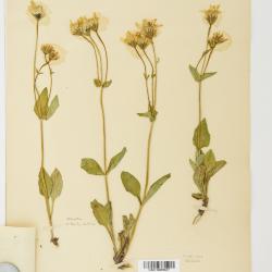 Arnica L.