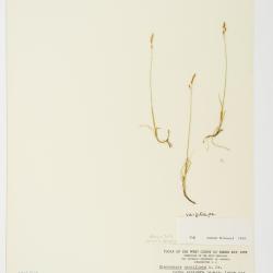 Anthoxanthum arcticum
