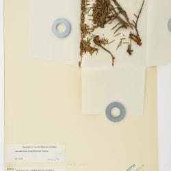 Arceuthobium campylopodum