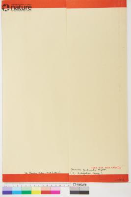 Arnica L.