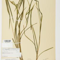 Carex intumescens