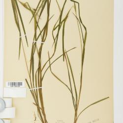 Carex intumescens