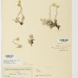 Antennaria rosea