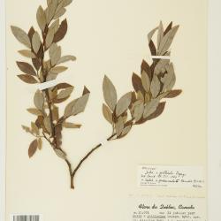 Salix pedunculata