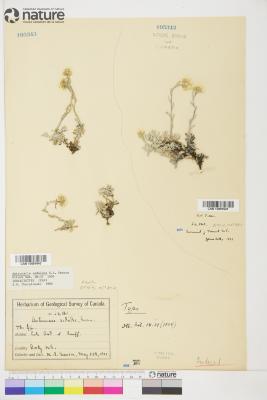 Antennaria rosea