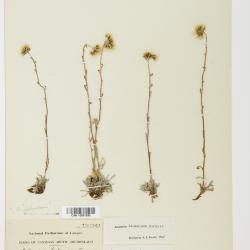 Antennaria monocephala