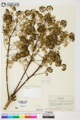 Aralia spinosa