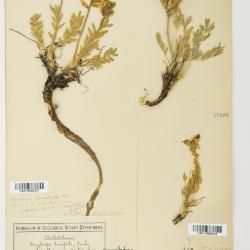 Oxytropis DC.