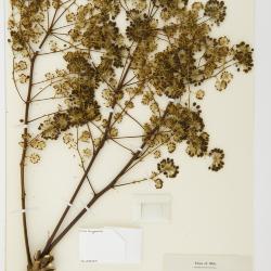 Aralia spinosa