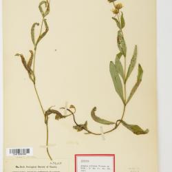 Arnica L.