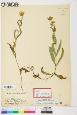 Arnica L.