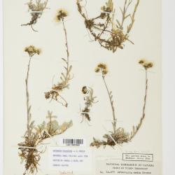 Antennaria alpina