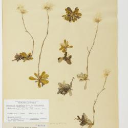 Antennaria howellii