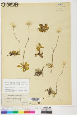 Antennaria howellii
