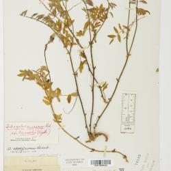 Astragalus L.