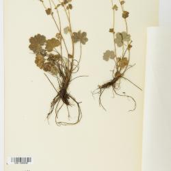 Alchemilla L.