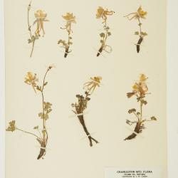 Aquilegia L.