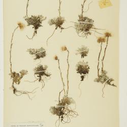 Antennaria alpina