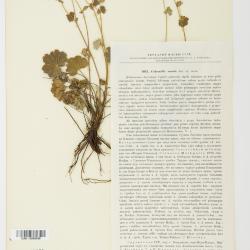 Alchemilla L.