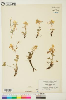 Aquilegia L.