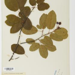 Amelanchier canadensis