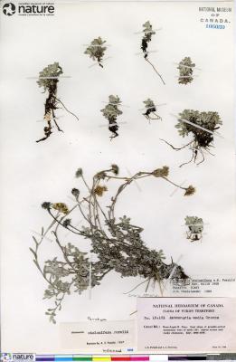 Antennaria media