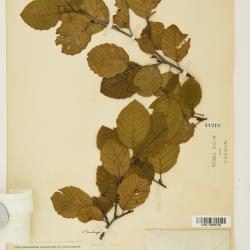 Alnus incana