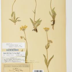 Arnica angustifolia