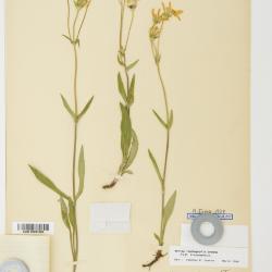 Arnica lonchophylla