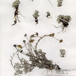 Antennaria media