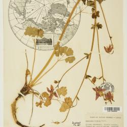 Aquilegia formosa
